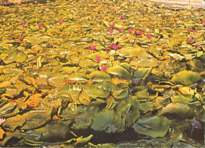 Băile Felix : Lacul cu lotuși : [Carte poştală ilustrată]